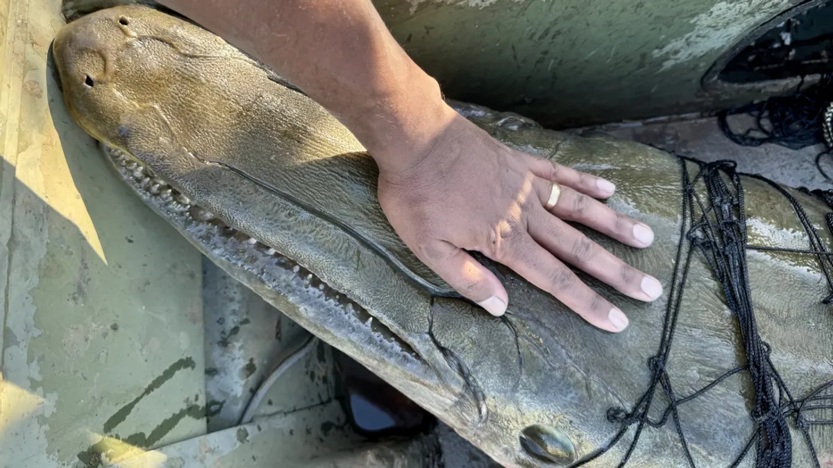 Cá sấu mõm dài khổng lồ